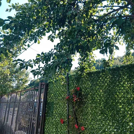 Lukare נובי פאזאר