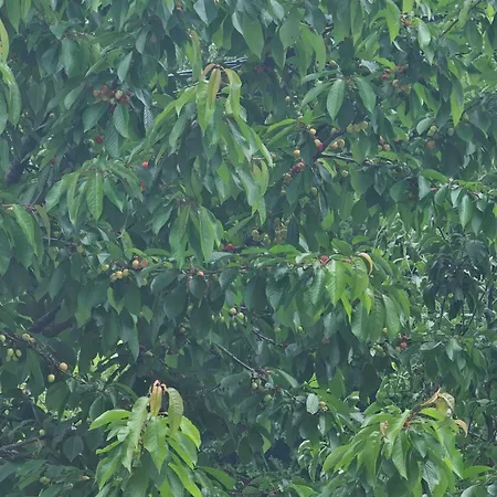 Lukare נובי פאזאר